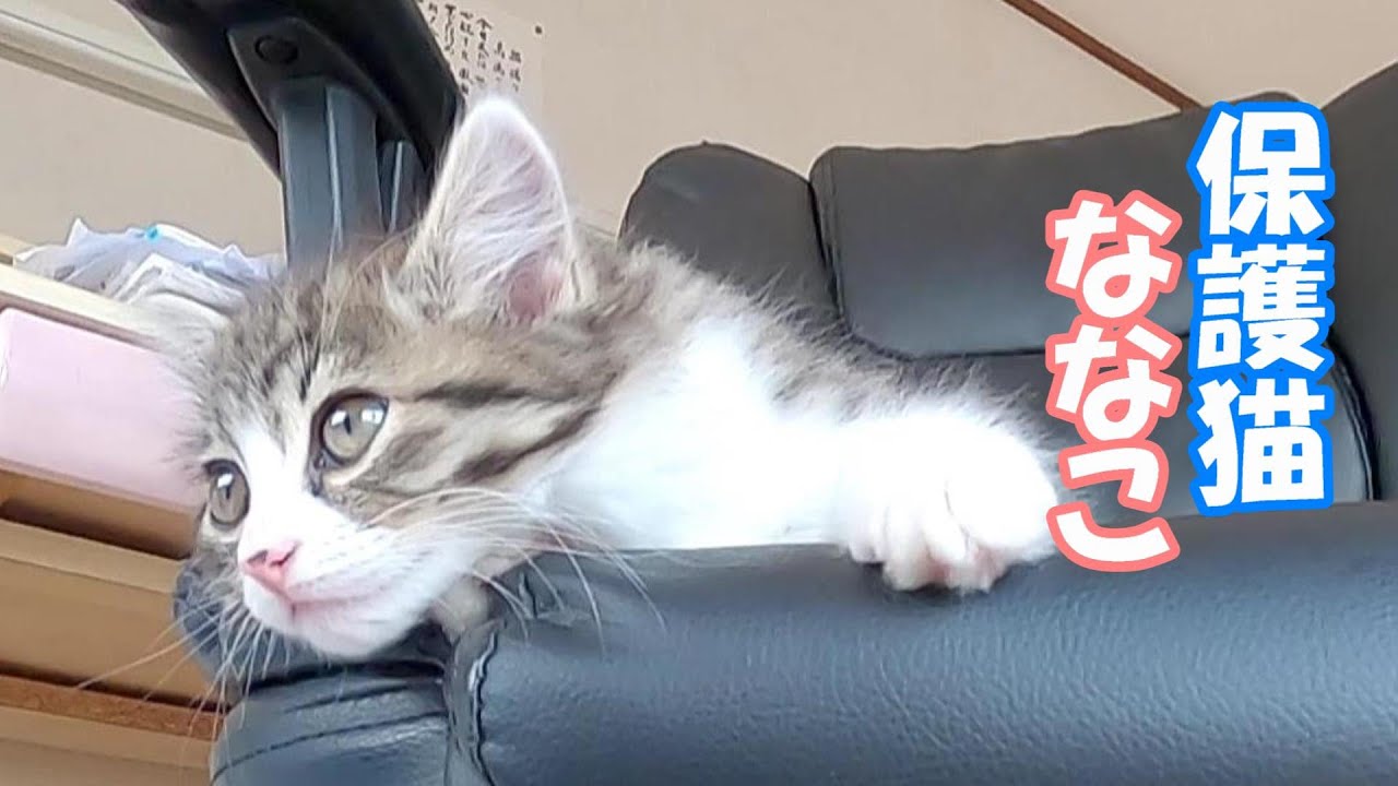 先住犬が子猫を噛んだ？！【保護猫】