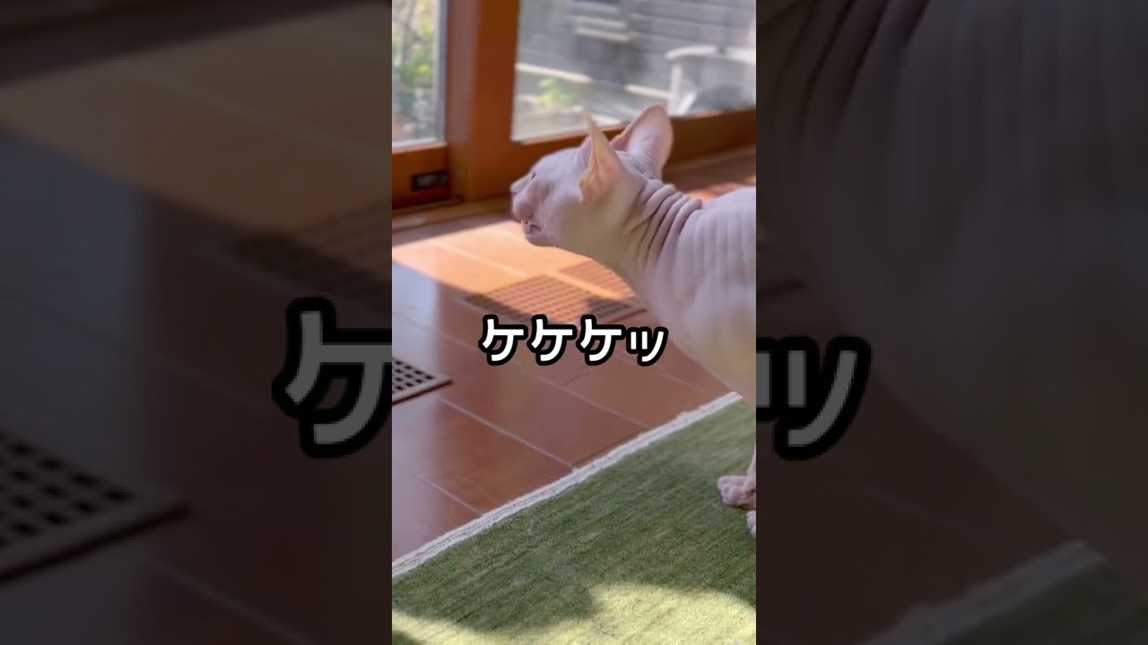 窓の外に怪しい影が... #スフィンクス猫 #クラッキング #shorts
