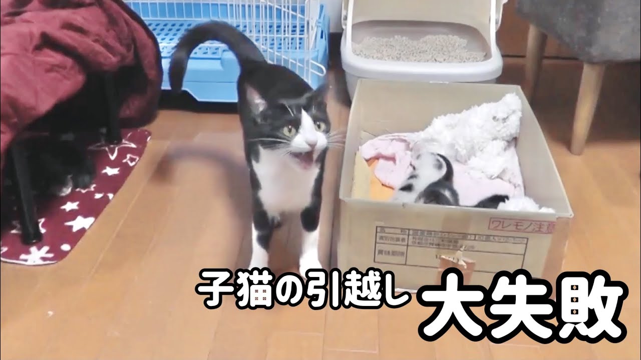 引越しで子猫を運べない母猫の「たすけて～」の悲痛な叫び