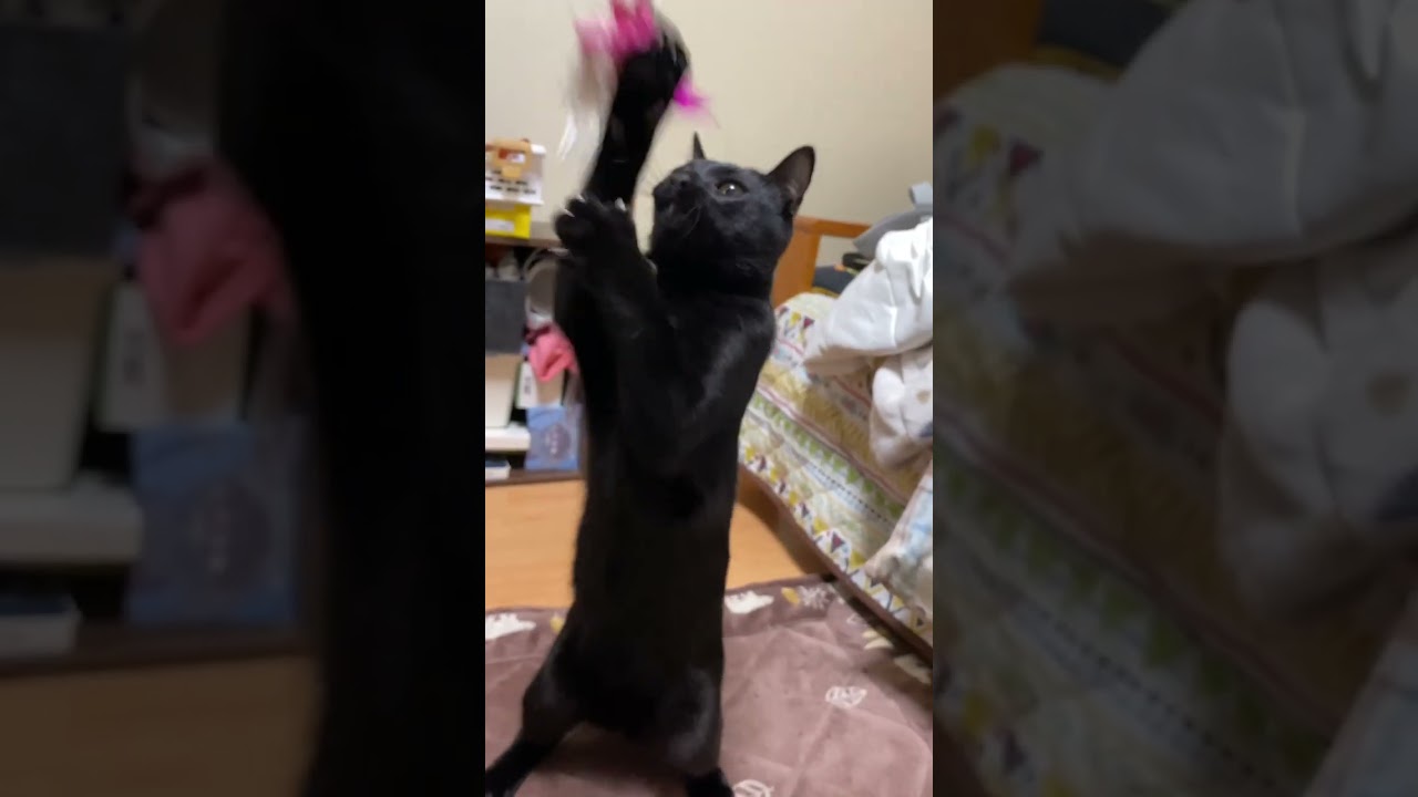 さっくん訓練中🫡