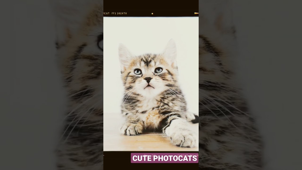 cute photo cats #cute #shorts #video #kucing #viralshorts #cats