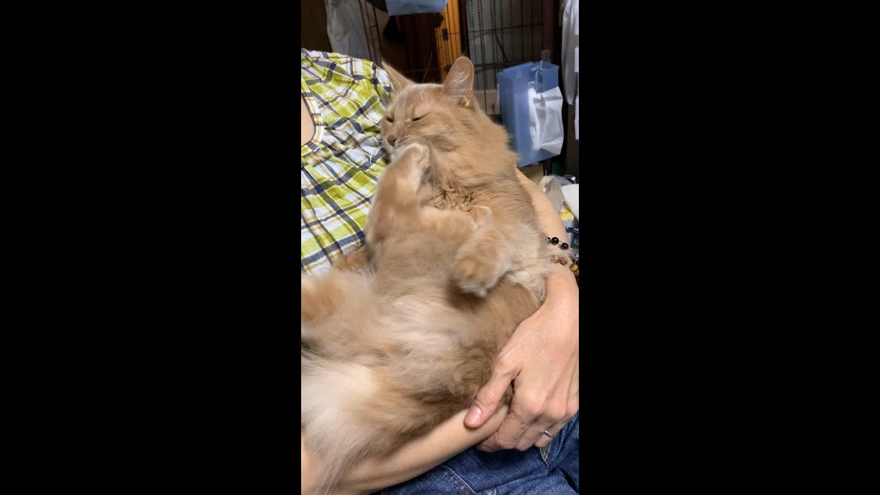 【ソマリ猫】寝ぼけて自分の顎を蹴っちゃう愛猫が可愛い！！【Somali cat】#Shorts