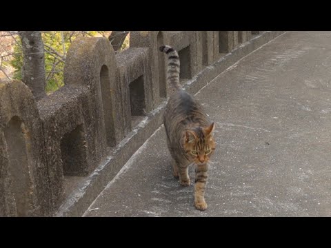 Japanese cat live streaming 霊苑で生きる猫をライブ配信