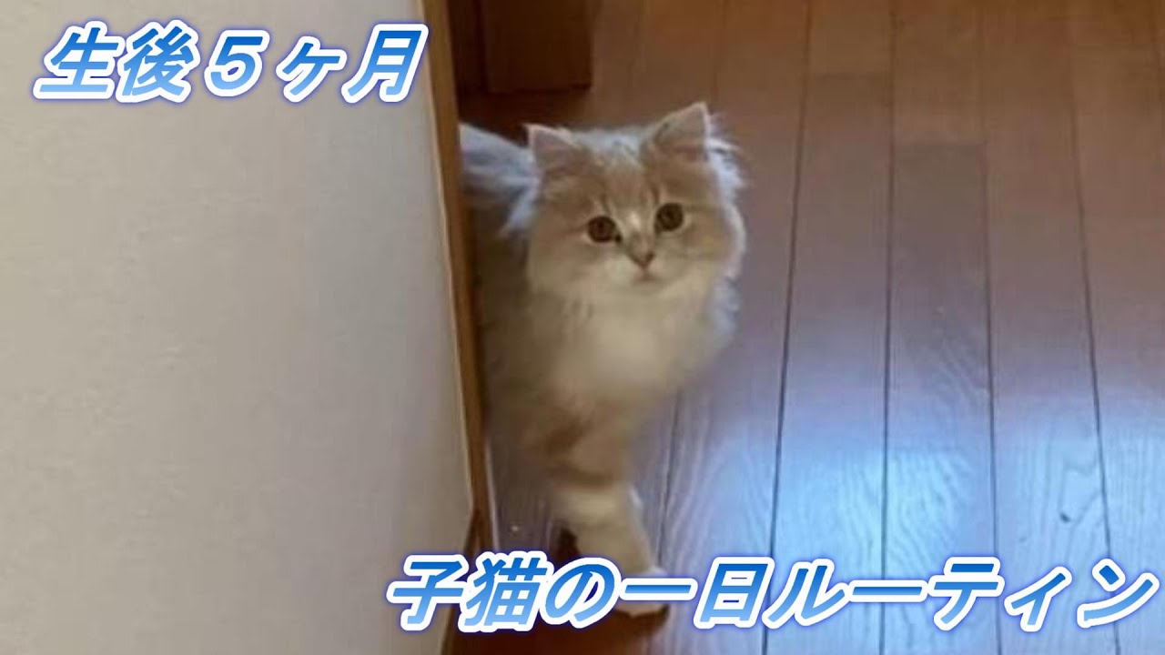 子猫の１日ルーティン