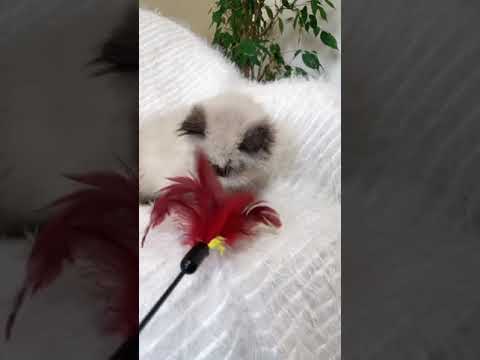 ヒマラヤン シールポイントの女の子♡