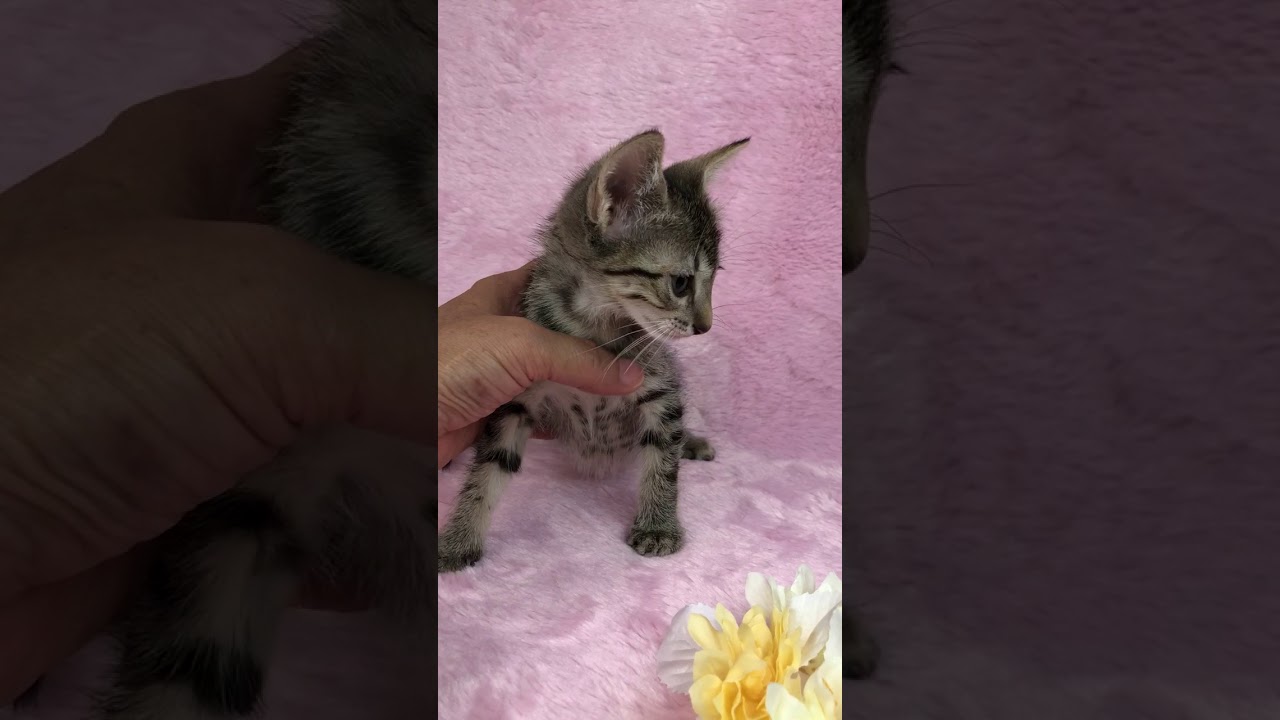 穏やかな、性格のエジプシャン マウのブロンズの男の子です。