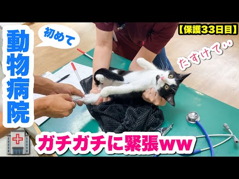 保護した子猫を初めて病院に連れてったら緊張してガチガチにｗｗ【保護33日目】【動物病院】