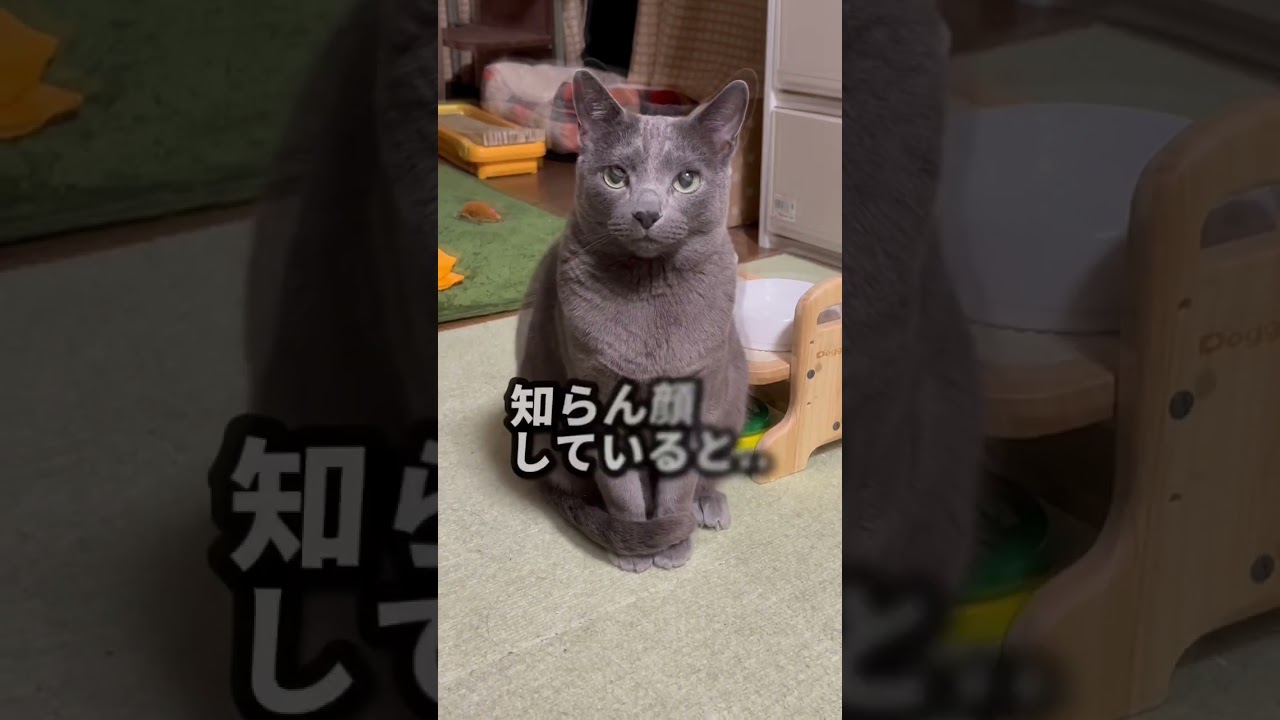 【ロシアンブルー】めろん、ふと見ると転がってました😂【猫】#shorts