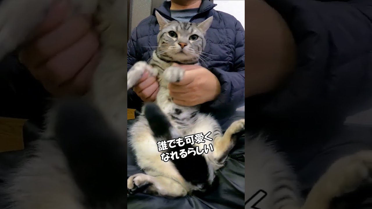 カワピー　アメリカンショートヘア「さん」 #ねこ #猫 #cat #shorts