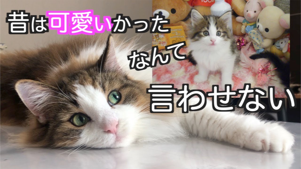 驚きの可愛さ！ノルウェージャンフォレストキャットは成猫からも可愛い【ノルウェージャンフォレストキャット】