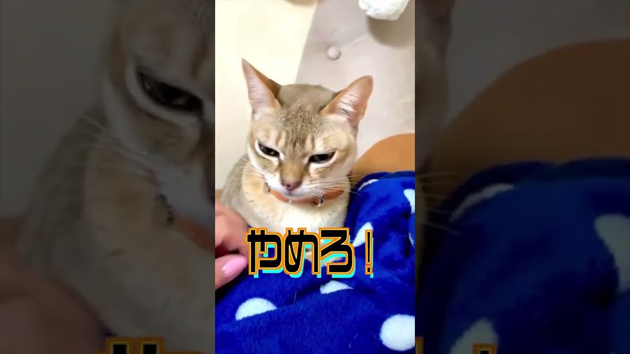 シンガプーラの毛繕いのお手伝いしてみたw