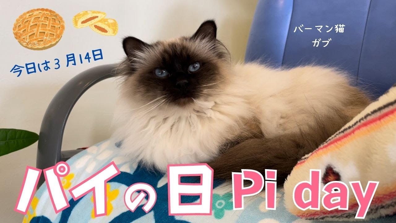 今日はにゃんの日？【パイの日】Pi day（バーマン猫）Birman/Cat