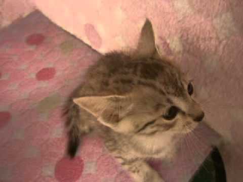 ペットショップCoo＆RIKU　エジプシャンマウ　00207728