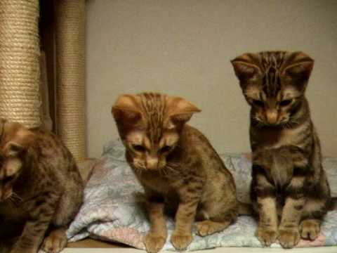 シンクロ　オシキャット３兄弟　2010年編