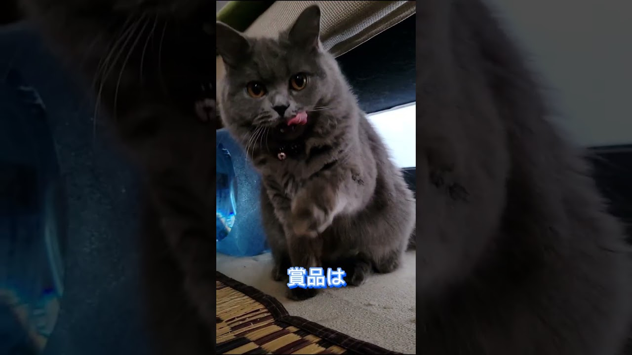 猫パンチ大会、晴れると良いですね…【サイベリアン・キキのKIKICHANNEL】#shorts #mybloopers #サイベリアン