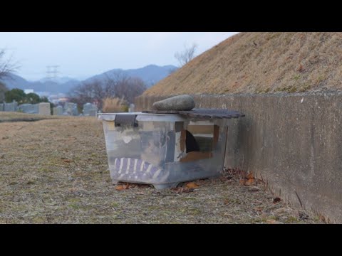 Japanese cat live streaming 寒い日に猫ハウスに引きこもってたらエサやりさんがきて飛び出すさくらねこをライブ配信