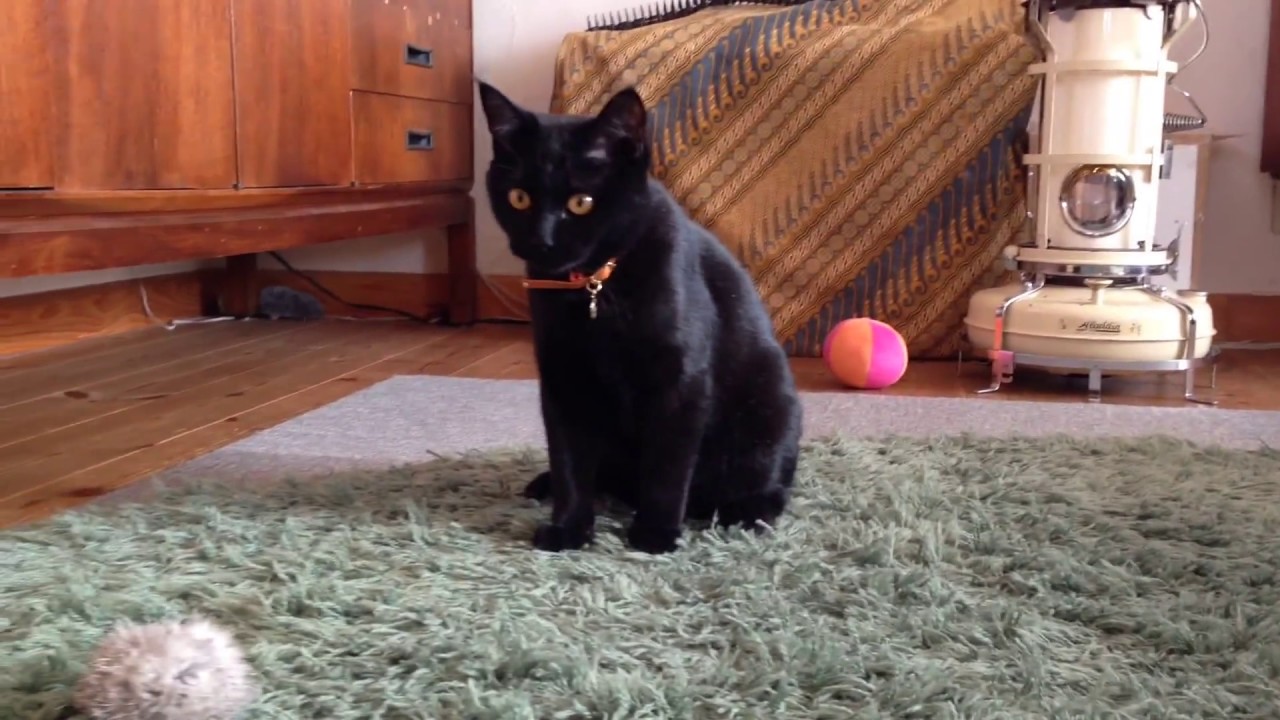 ひとりで遊ぶかわいい子猫！Black bombay cat（黒のボンベイ猫）