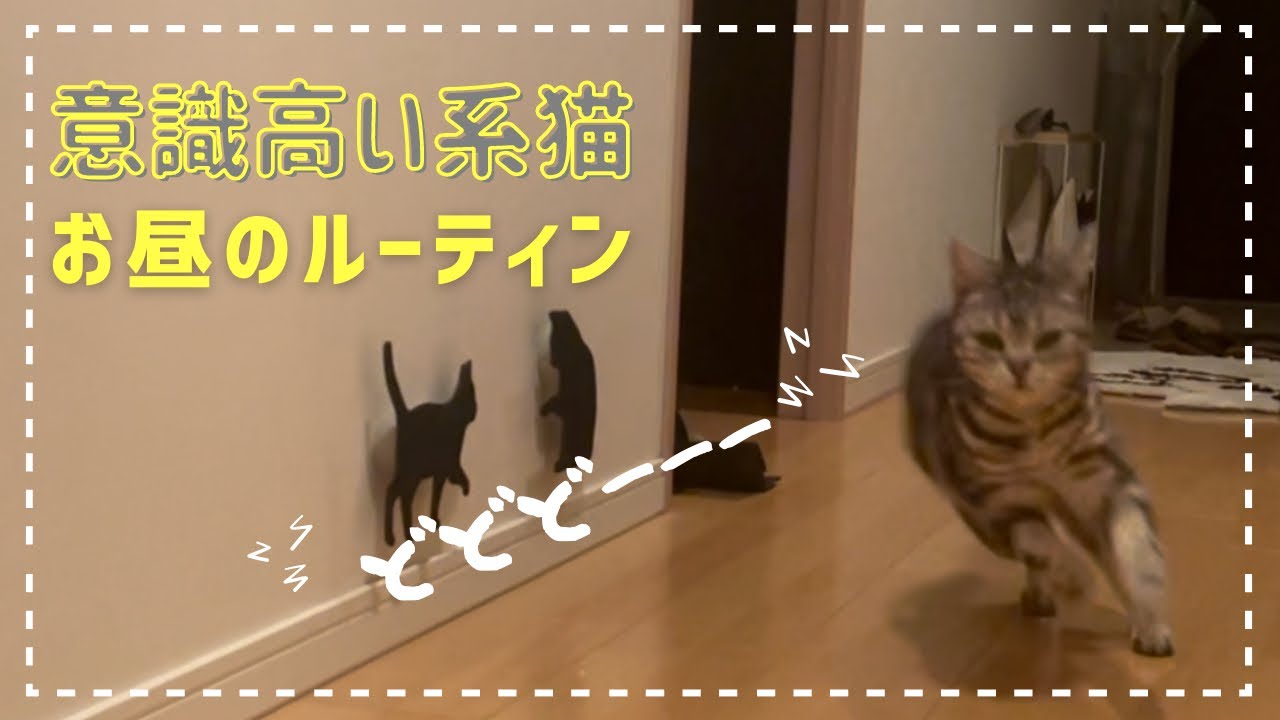 アメショー&トンキニーズの多頭飼いは毎日がオリンピック