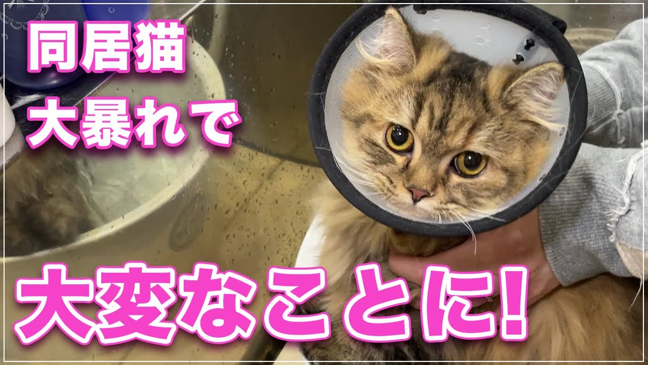 【すやちゃん】初めてのお風呂なのに同居猫ちゃんが大暴れしてしまい大変なことになった猫【ミヌエット】