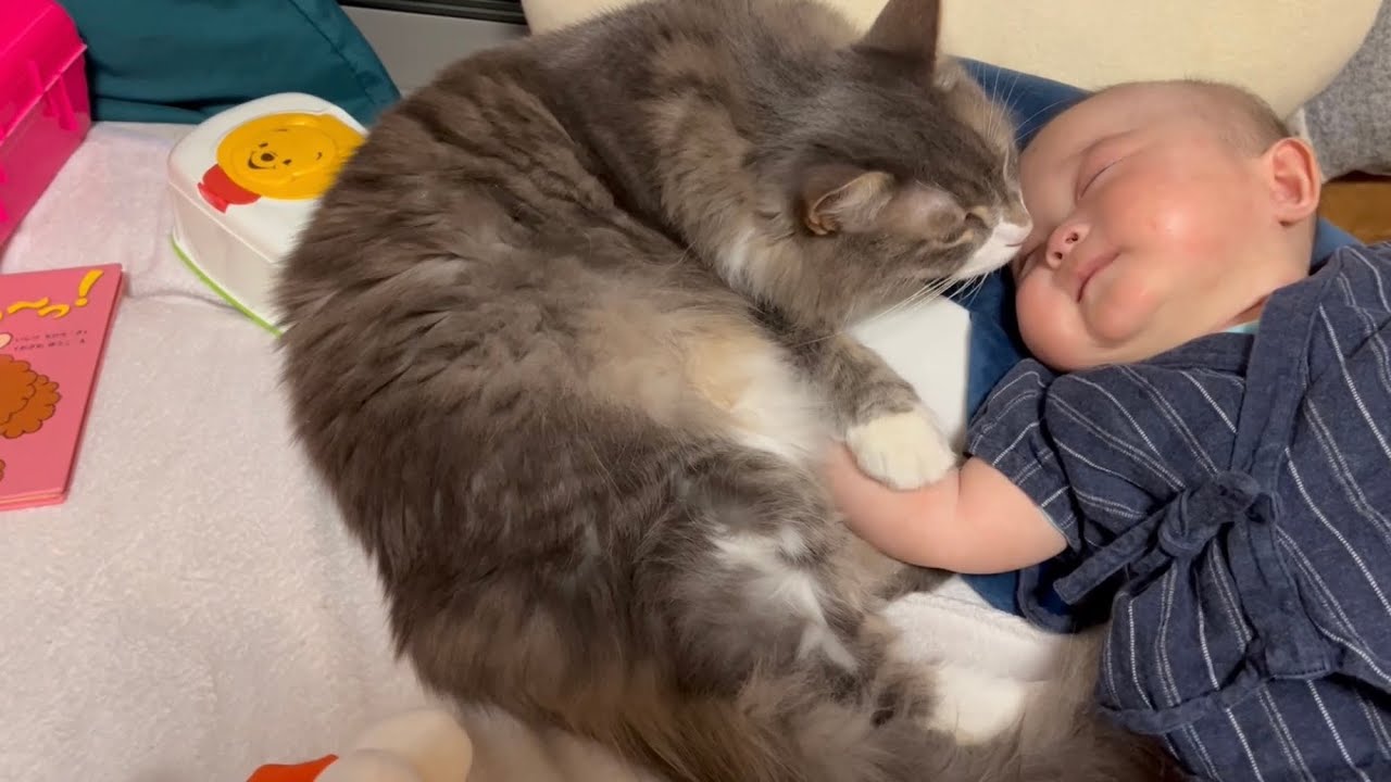 隣で泣き止まない赤ちゃんにも優しい対応をする猫　ノルウェージャンフォレストキャット　A cat that never leaves a baby who never stops crying