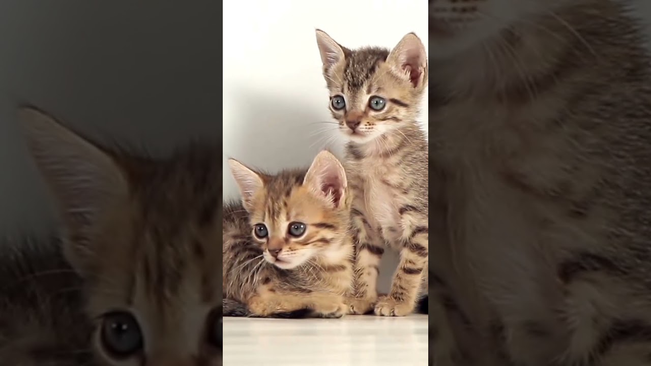 Cute Brown Cats beautiful cat #cats