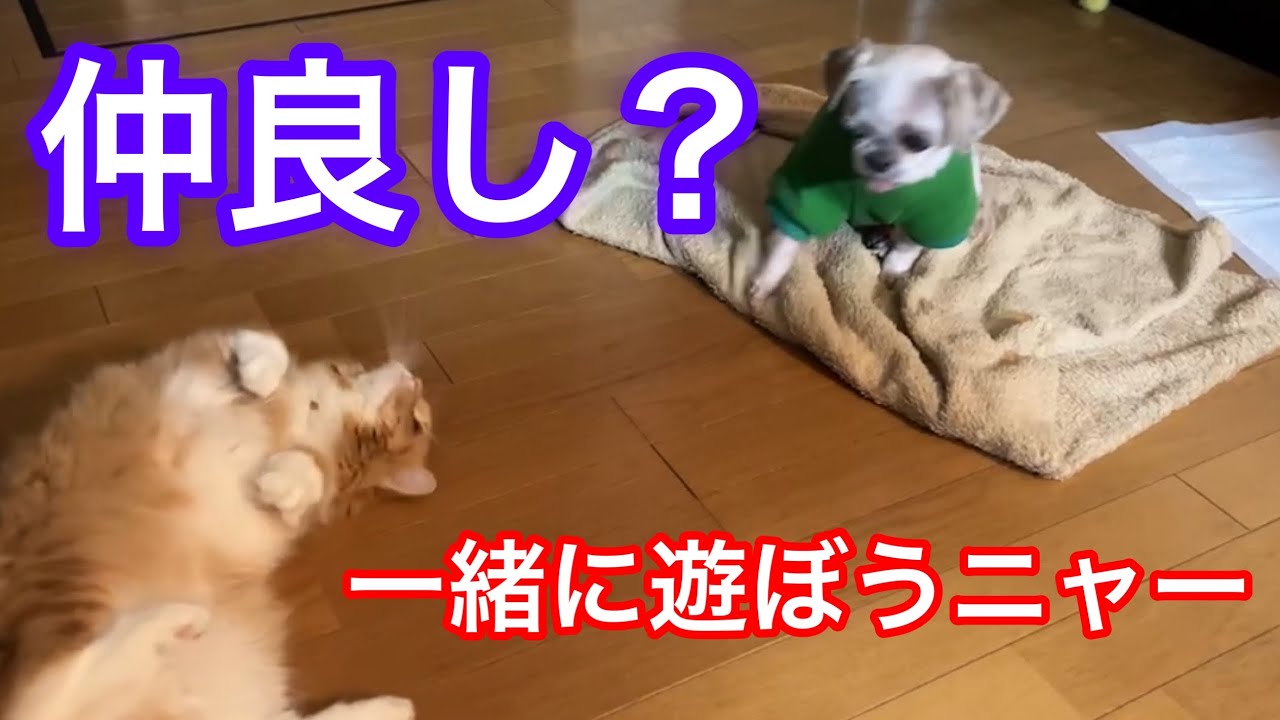 実は仲良し？我が家にワンちゃんが遊びに来た時の愛猫の様子😂💕