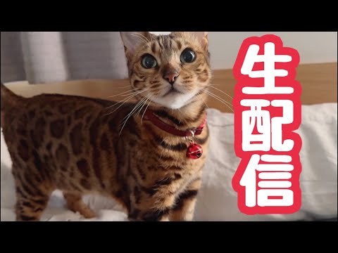 【生配信1/22】生配信のアプリ仕様が変わったのでエラー出たらすみません🙏