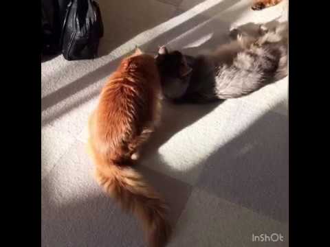 タヌキ社長にしか見えないソマリ