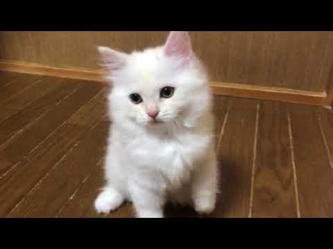 2018年4月15日産まれスコティッシュフォールド赤ちゃん