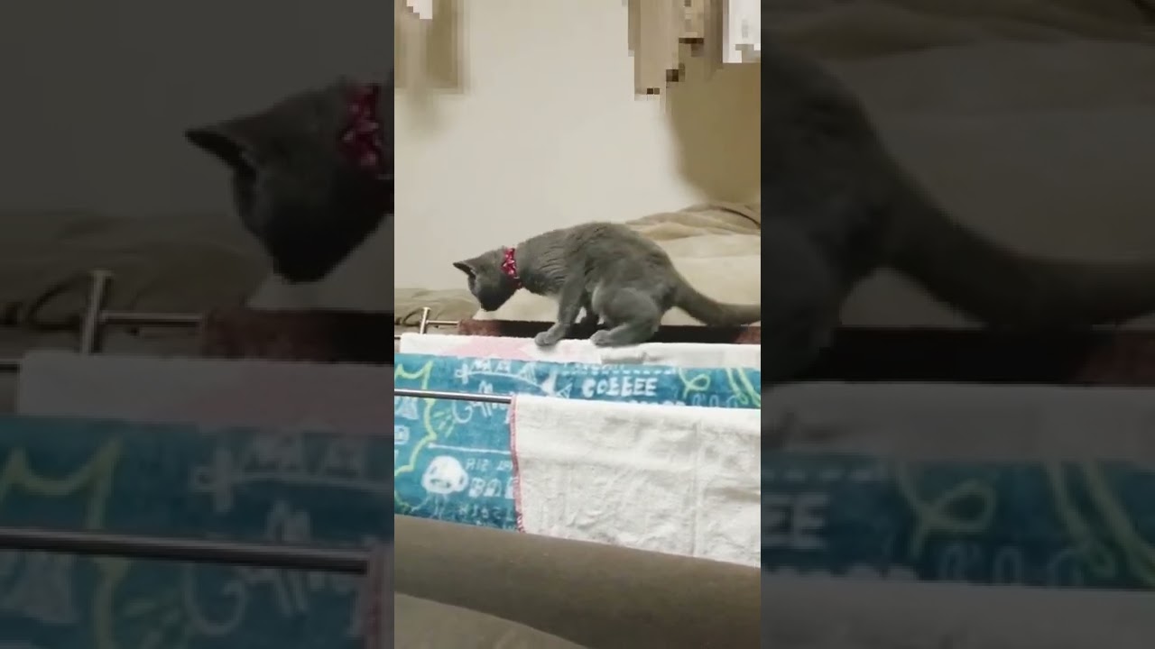 タオル掛けの上、おぼつかない足取りで挑戦する猫【シャルトリュー/Chartreux cat】#Shorts