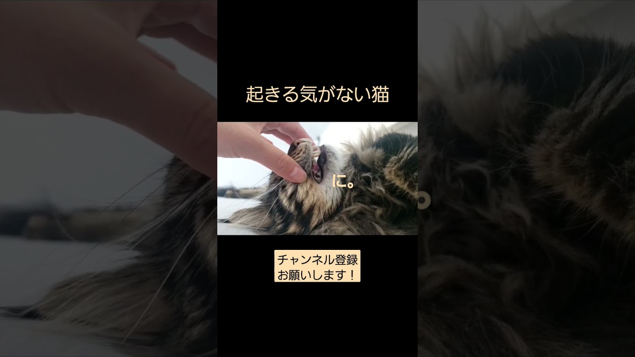 【メインクーン】起きない猫【シカマル】