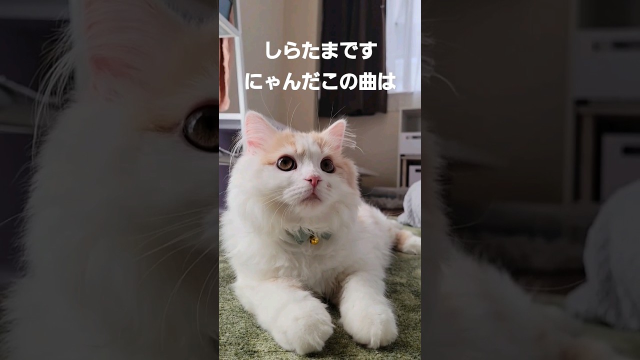 【子猫】月曜からバイブスあげてく猫#ラガマフィン #shorts