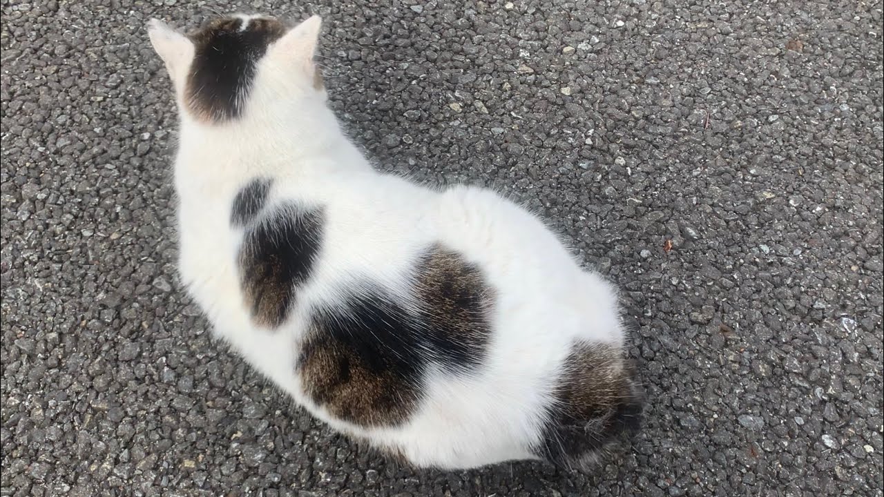 地域猫のフリッフリのボブテイルが可愛すぎました・・・笑