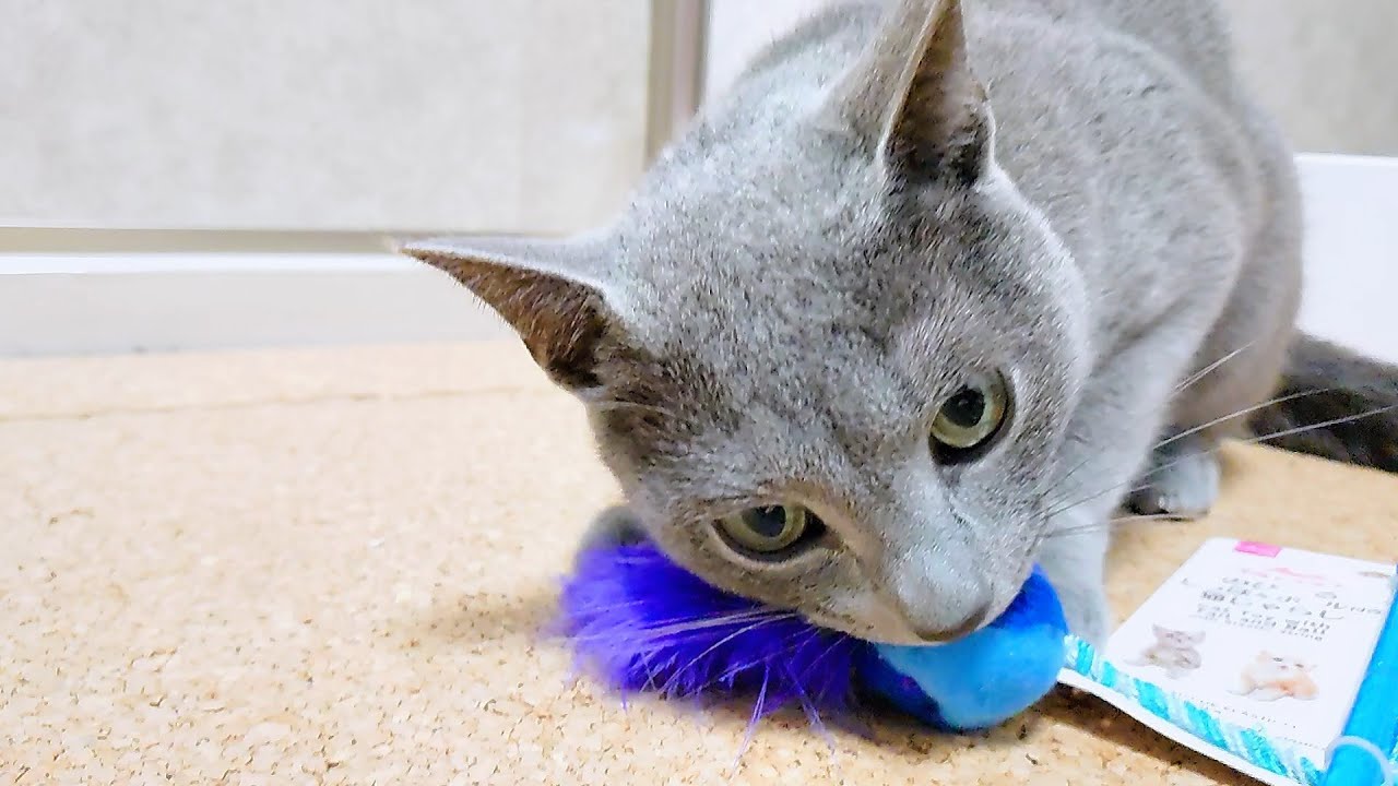 【猫動画】おもちゃを取られないように必死なロシアンブルー【russianbule】Desperate Russian Blue to keep her toy from being taken