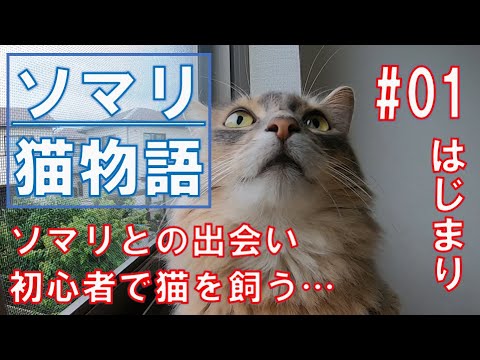 【ソマリ】出会い。初心者が猫を飼うことに…　#01はじまり
