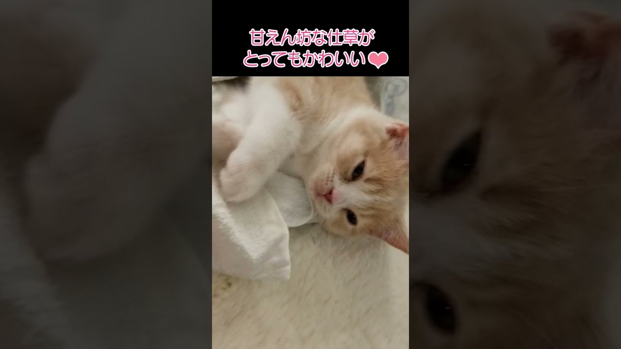 すりすりしてくる甘えん坊な子猫【スコティッシュフォールド】 #shorts