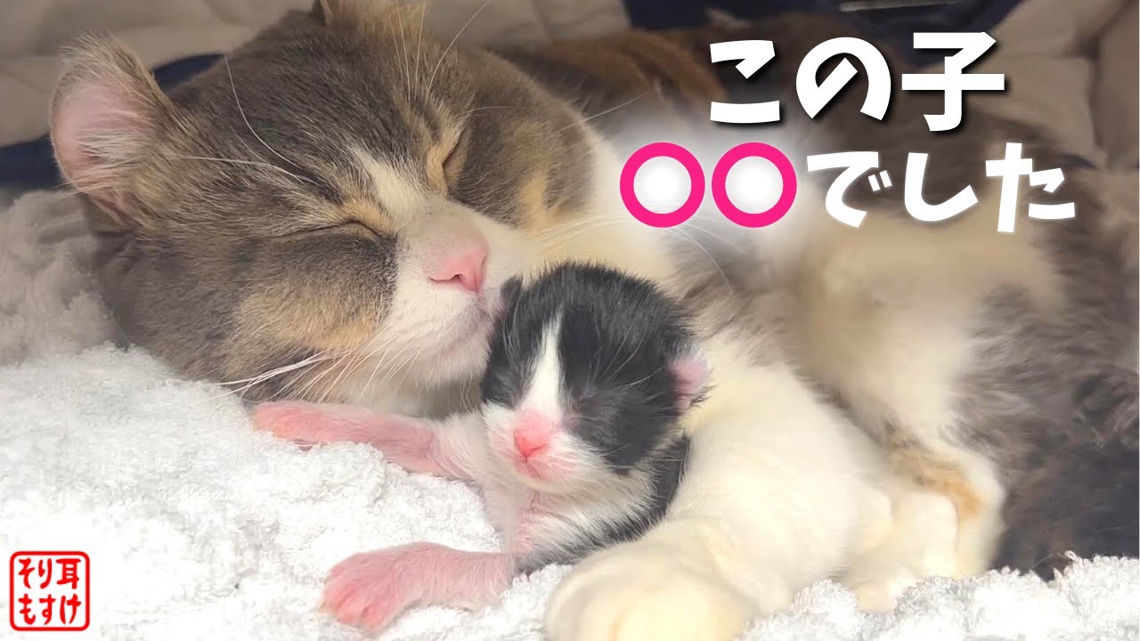 【奇跡のイクメン猫】赤ちゃん猫の〇〇が判明しました…