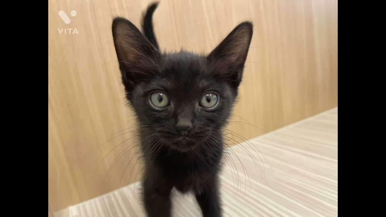 【マルワン横浜 港北NT店】希少猫ボンベイくんが遂に仲間入り！