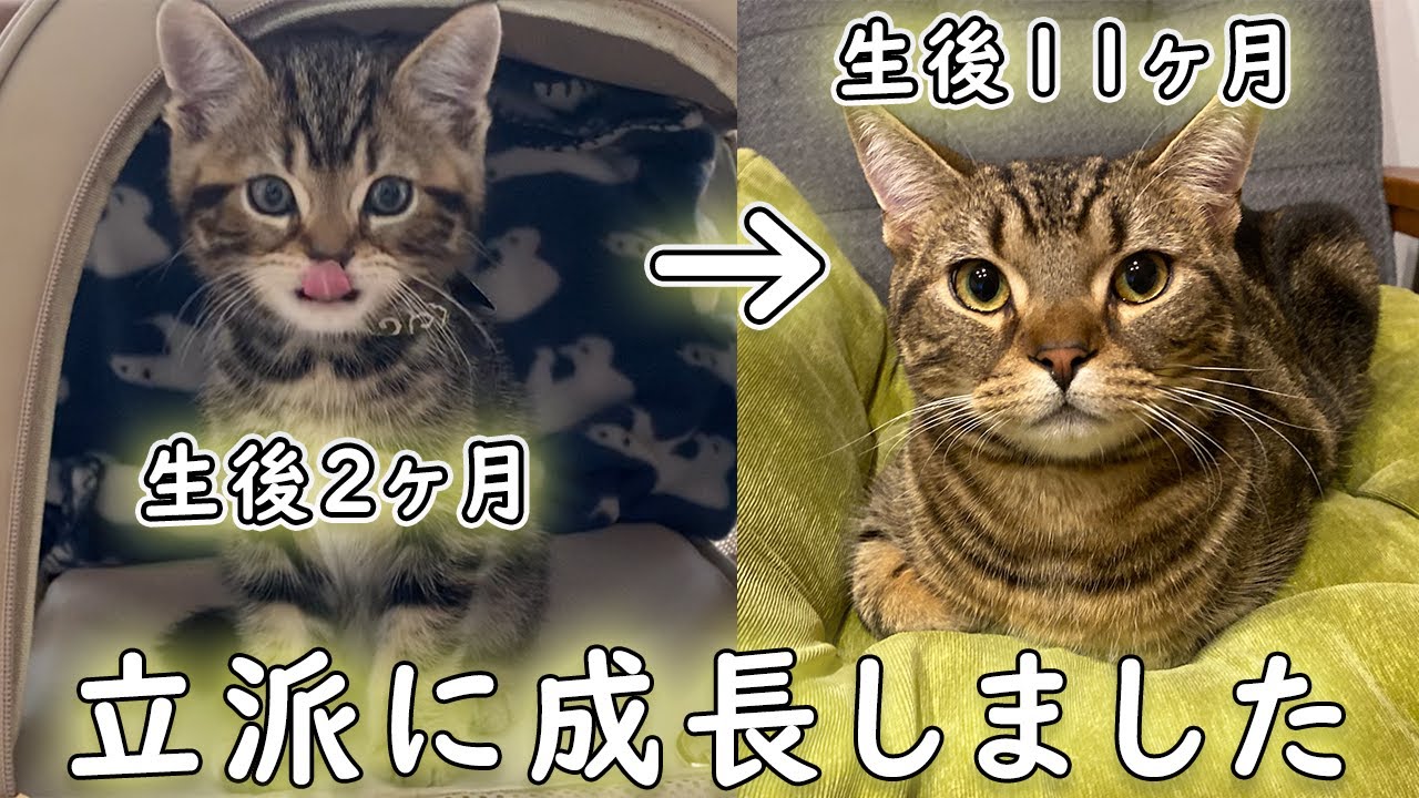 アメリカンショートヘア子猫1年間の成長記録🐾【American shorthair kitten 1 year growth record】