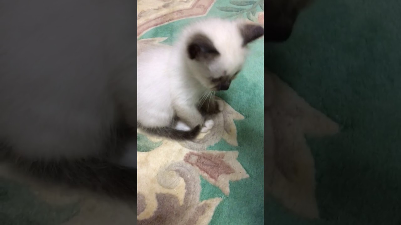 幸運を運ぶ猫 バーマン 子猫ちゃん