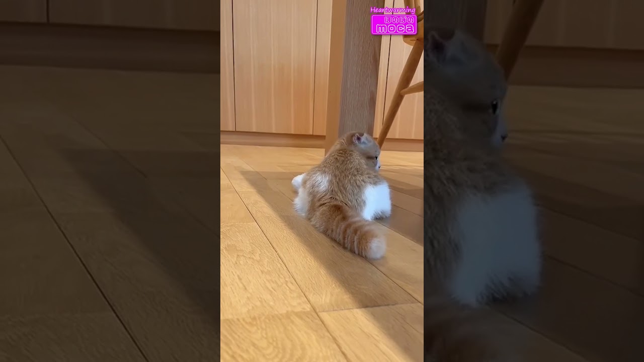 顔写真撮ったから逃げても無駄だ！ #子猫  #Shorts