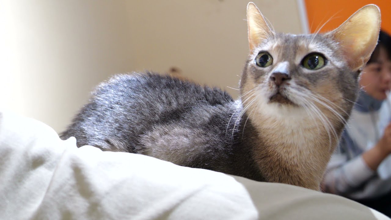 【アビシニアン】アンちゃん眼力あります　猫カフェねこJaLaLa