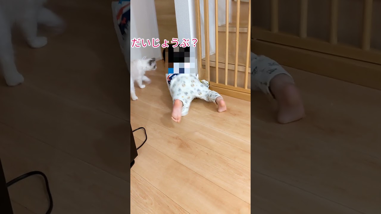 心配するシャオル #猫 #ラグドール #子猫