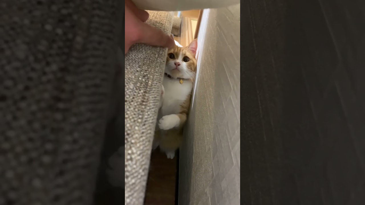 指vs猫　#cats #cat #マンチカン #cute #kitten #ねこ #猫 #猫のいる暮らし #shorts #子猫
