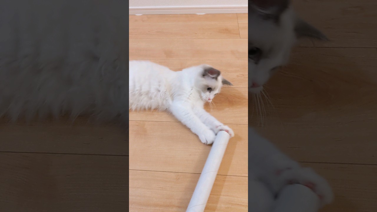 ねこネコスイッチで遊ぶシャオル #猫 #子猫 #ラグドール
