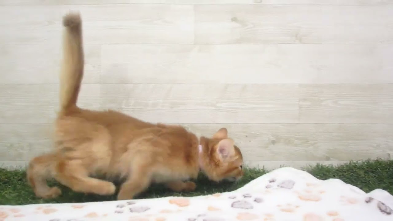 Coo&RIKU　No00615012 ソマリ