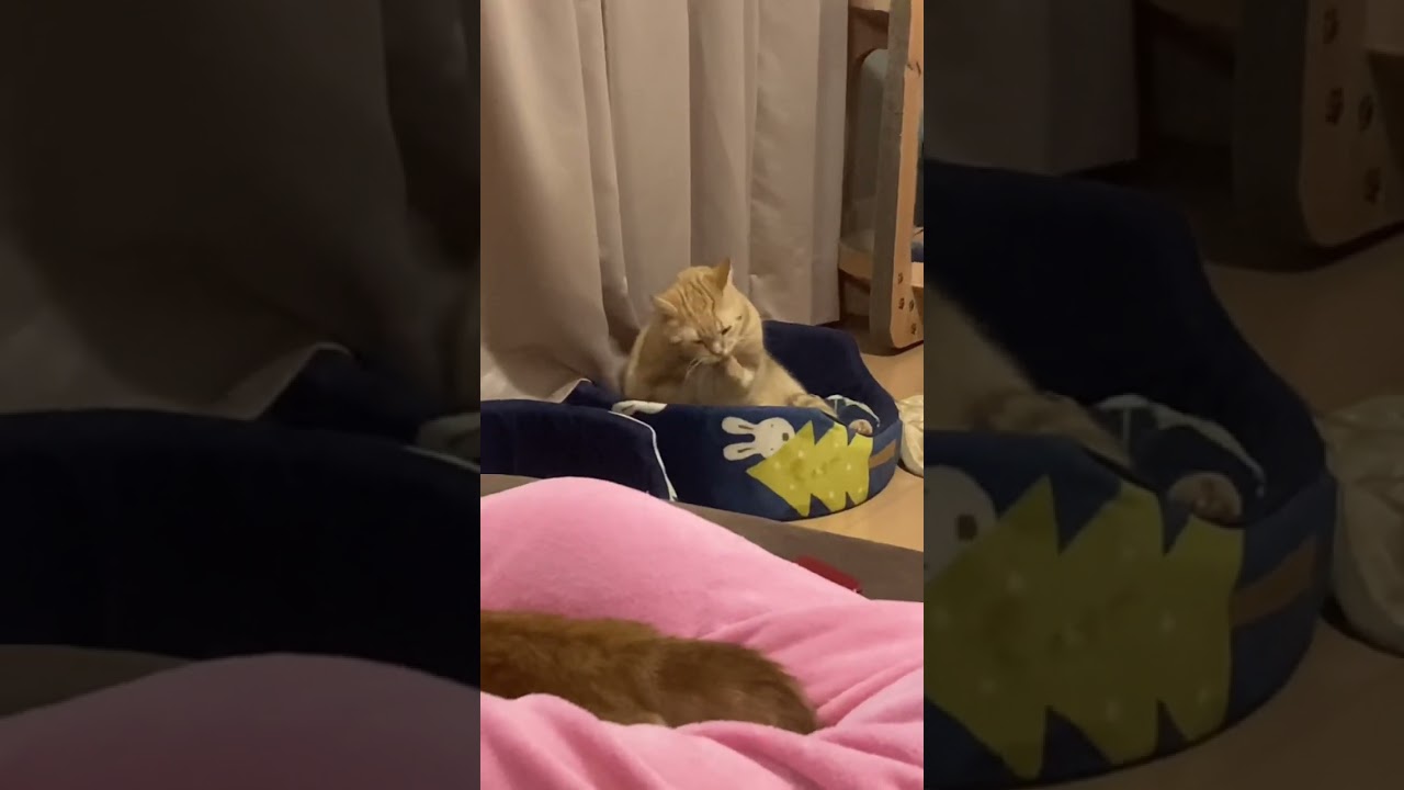 ひたすら 手洗い 毛繕い 猫 うめ アメリカンショートヘアー cat