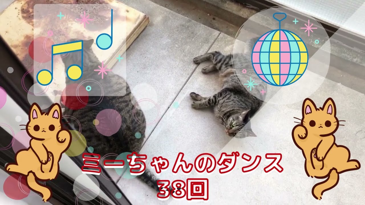 【踊ってみた】ミーちゃんのダンス38回。【日本猫のミーちゃん】