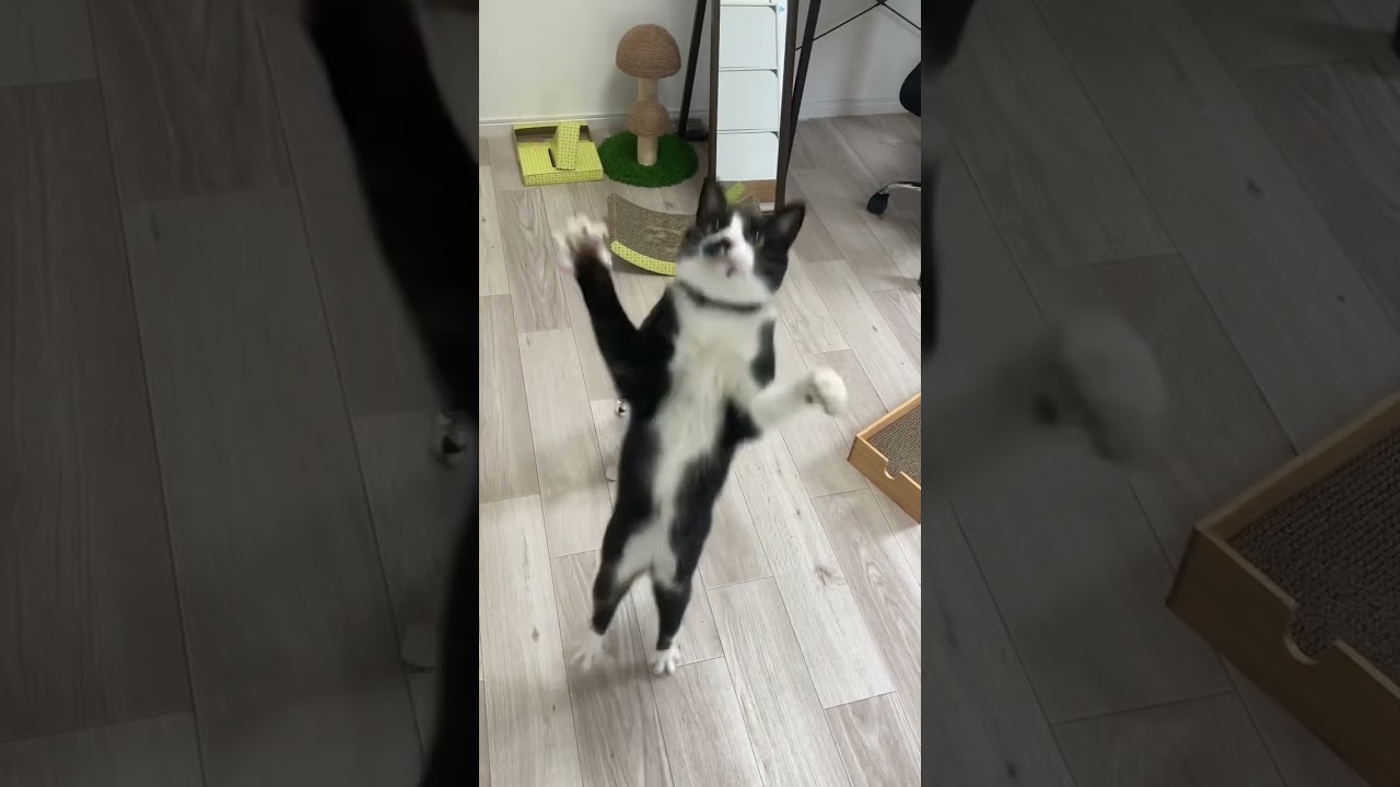 【猫じゃらしを追いかけない子猫】#shorts #shortvideo #猫 #子猫 #ねこ