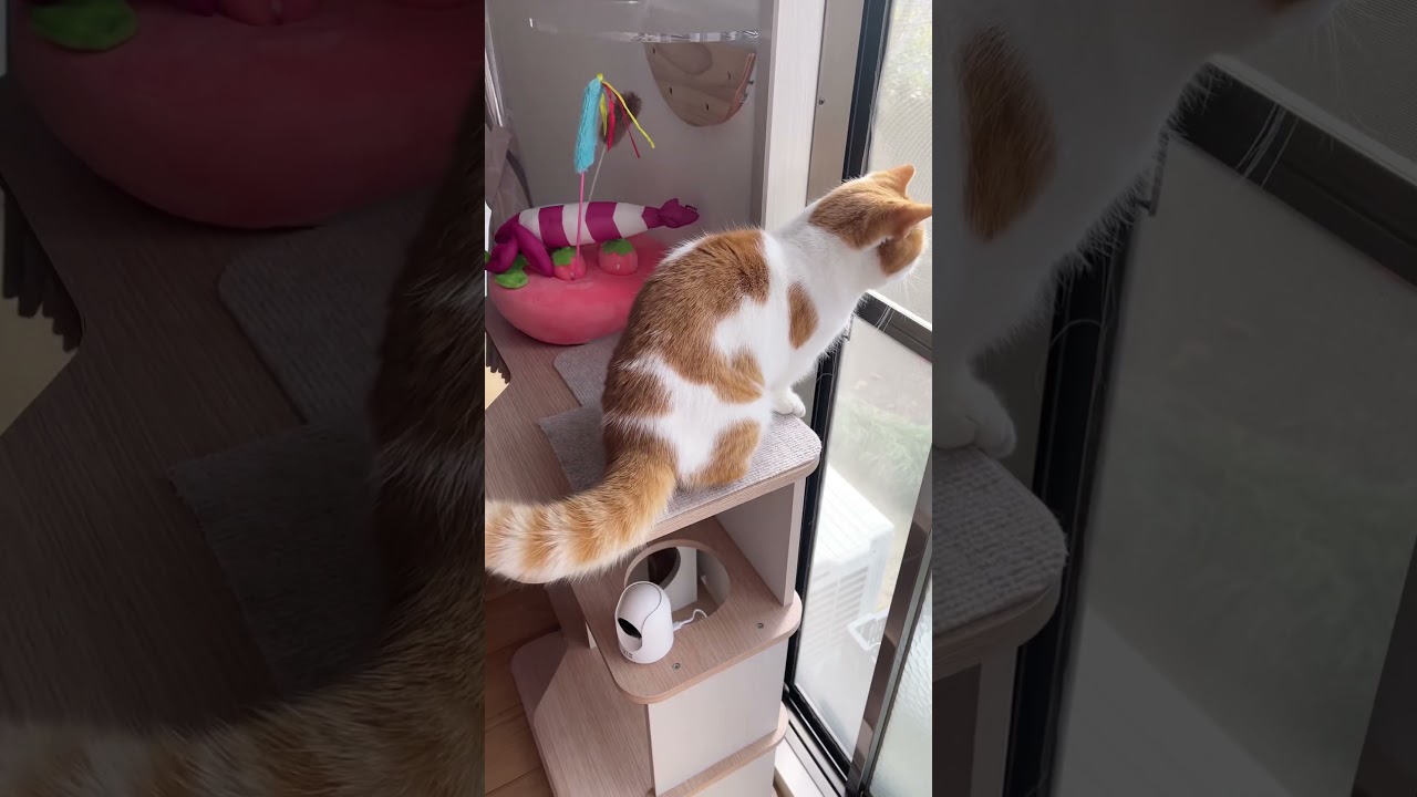 ねこ→たぬき【短足マンチカン】